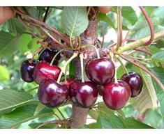 Jean Huchet Plantes - Arbre fruitier Kit Fruitier Grand Verger 15 Arbres