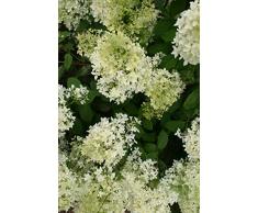 Jean Huchet Hydrangea paniculata Dentelle de gorron (r) C3L Arbuste