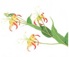 Floral Elegance - Fleur Artificielle Dozen Rouge Corail