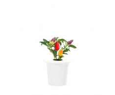Click & Grow recharges pour jardinière Smart Herb Garden Piment Pack de 3
