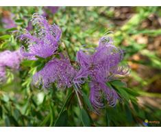 Jean Huchet MELALEUCA thymifolia C3L Arbuste