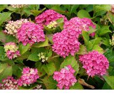 Jean Huchet Hydrangea macrophylla Leuchtfeuer C3L Arbuste