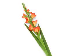 Floral Elegance Glaïeul Artificiel à Tige Unique Orange 118 cm X 12 – Artificiel de Luxe Plage de Fleur en Soie
