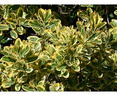 Jean Huchet Euonymus Japonica President Gauthier C3L Arbuste, Vert et Jaune