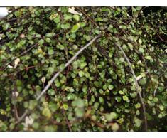 Jean Huchet MUEHLENBECKIA complexa C3L Arbuste