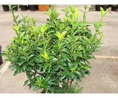 Jean Huchet Kit de Massif Ombre et Terre de Bruyère haie Basse persistante, Multicolore, 9 x 9 x 20 cm