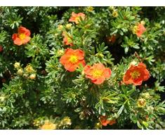 Jean Huchet POTENTILLA fruticosa Red ace C3L Arbuste
