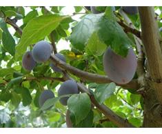 Jean Huchet Plantes - Arbre fruitier Prunier Quetsche Alsace 21403