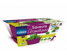 Caillard PFCW16676 Jardinière Saveur Aromatique 40 x 21 x 17 cm