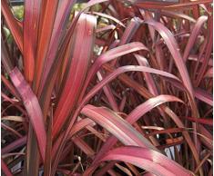 Jean Huchet Phormium Pink Panther C3L Arbuste