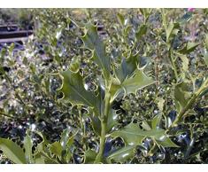 Jean Huchet Ilex aquifolium Alaska C3L Arbuste