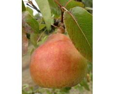 Jean Huchet Plantes - Arbre fruitier Poirier Doyenne du Comice 814