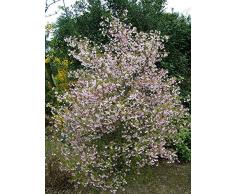 Jean Huchet Prunus incisa Kojou no mai C3L Arbuste