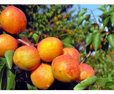 Jean Huchet Plantes - Arbre fruitier Abricotier Polonais 30127