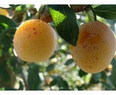 Jean Huchet Plantes - Arbre fruitier Kit Fruitier 19472
