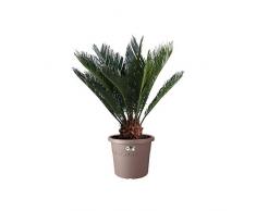 Elho Algarve Cilindro Roues 58 - Pot De Fleurs - Taupe - Extérieur - Ø 58.2 x H 48.8 cm