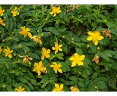 Jean Huchet Hypericum calycinum C3L Arbuste