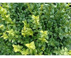 Jean Huchet Plantes - Kit de haie 100% persistants