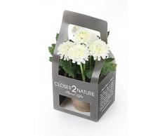 Closer To Nature FP002CC - Chrysanthème artificiel blanc de 18 cm dans une boite décorative