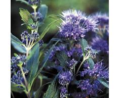 Jean Huchet Caryopteris Cland Grand (r) C3L Arbuste, Bleu