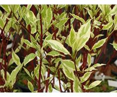 Jean Huchet CORNUS Alba Argenteo marginata C3L Arbuste