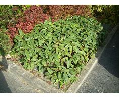 Jean Huchet Viburnum davidii C3L Arbuste