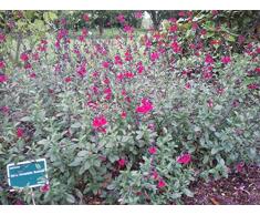 Jean Huchet Salvia Bordeaux C3L Arbuste