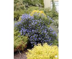 Jean Huchet CEANOTHUS thyrsiflorus Skylark C3L Arbuste