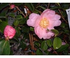Jean Huchet Camelia sasanqua Plantation Pink C3L Arbuste