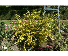 Jean Huchet KERRIA Japonica Golden Guinea C3L Arbuste, Jaune