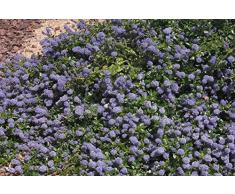 Jean Huchet Ceanothus Thyrsiflorus Repens C3L Arbuste, Bleu