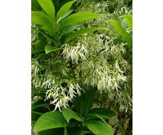 Jean Huchet CHIONANTHUS virginicus C3L Arbuste