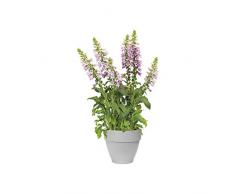 Elho Vibia Campana Ronde 25 - Pot De Fleurs - Living Concrete - Extérieur - Ø 25 x H 21 cm