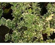 Jean Huchet Euonymus fortunei Emerald Gaiety C3L Arbuste