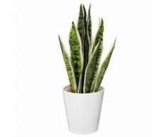 Paris Prix - Plante Artificielle langue De Belle-mère 48cm Blanc - Plantes artificielles